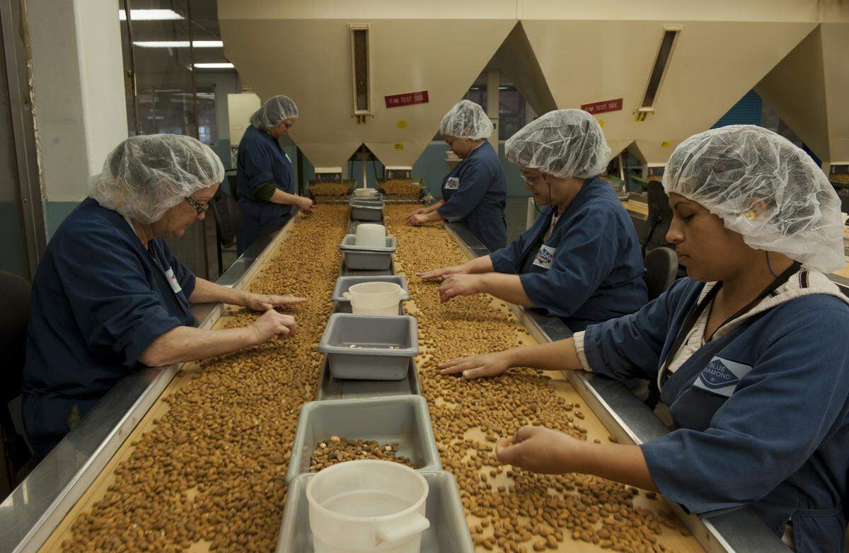 Virginia Shanahan, left, Stephanie Gomez, right, and Francis Mankin, second from right, sort almonds along with other workers at Blue Diamond Almonds in Sacramento on Nov. 30, 2011.