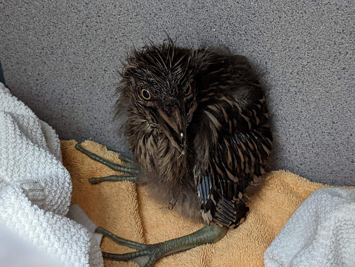 Black-crowned night heron receives intermediary care at Oakland Zoo.