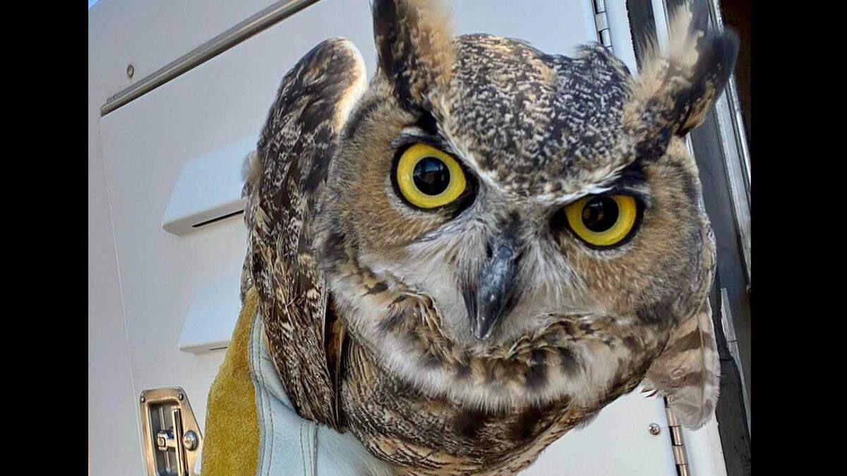 A Roseville Animal Control officer rescued an injured owl from a barbed wire fence. The owl is recovering.