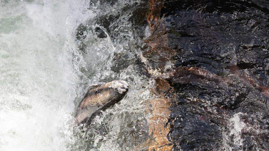 Central California fishing report: Delta stripers and sturgeon bites good