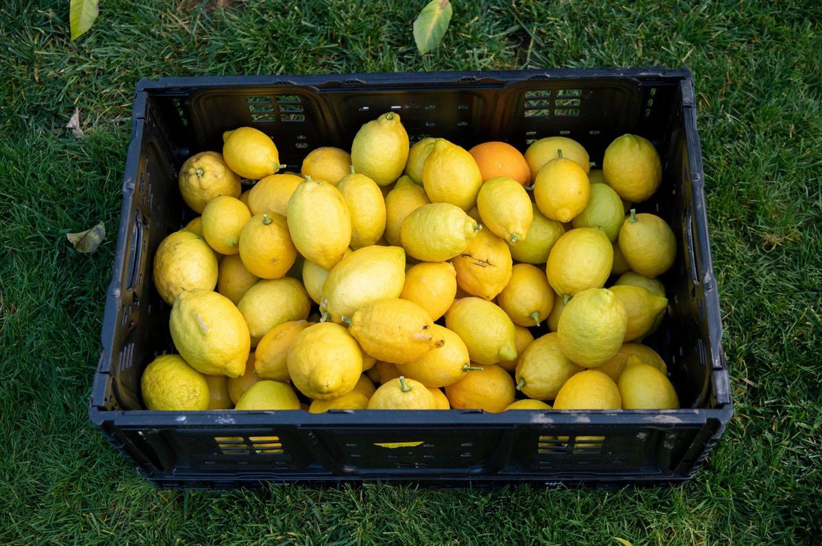 A crate of lemons picked by Matthew Ampersand of Community Fruit rests in Mary Quinn’s backyard on Tuesday, Jan. 18, 2022, in Sacramento. Community Fruit matches good fruit from backyard trees with people fighting food insecurity.