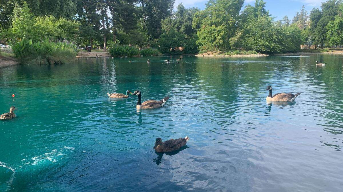 Turquoise-blue water at McKinley Park’s duck pond.