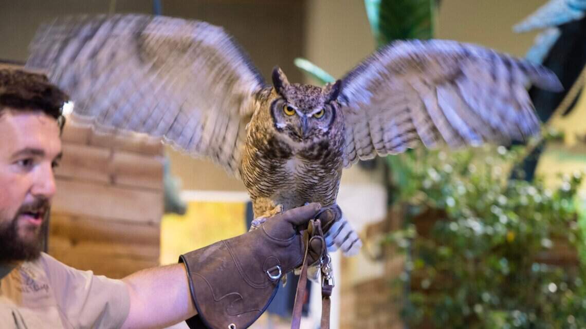From capybaras to otters, State Fair features live animals in new ‘Wild Things’ exhibit