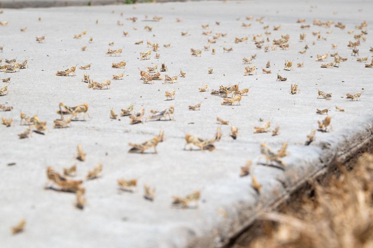 A swarm of grasshoppers hops Friday on a sidewalk near Laurel T. Stizzo Park in Roseville. Favorable conditions such as warm, moist springs can cause grasshopper populations to increase substantially, according to Placer County officials.