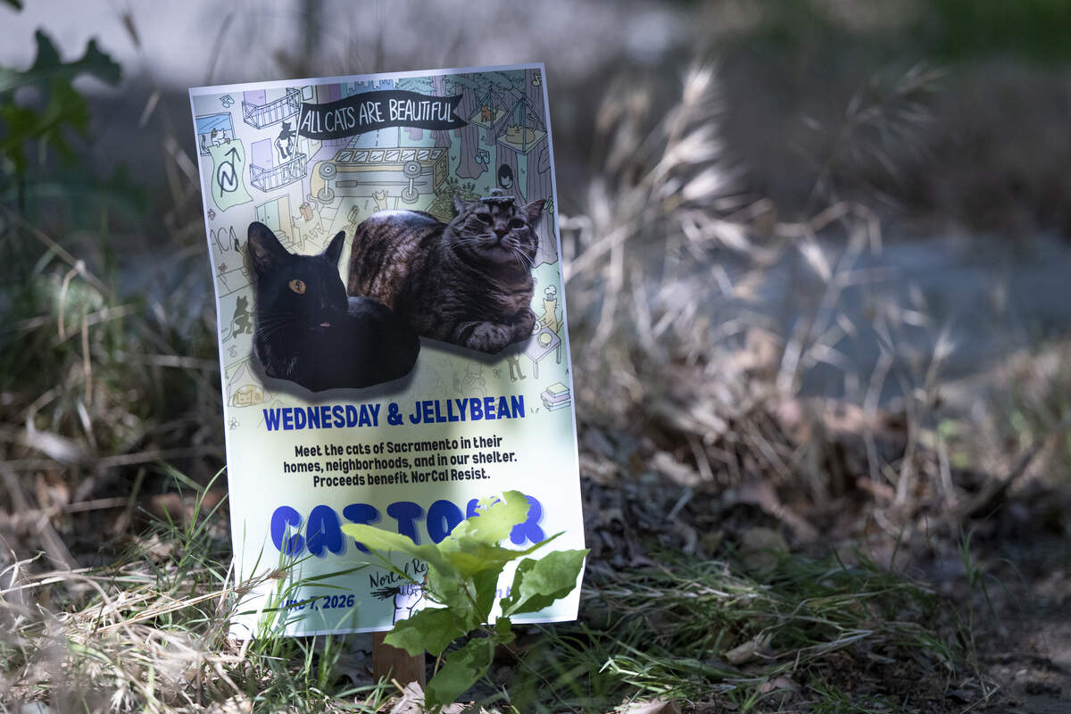 A sign advertising the NorCal Resist Cat Tour is posted at a stop on the tour in Sacramento on Sunday, June 7, 2026.