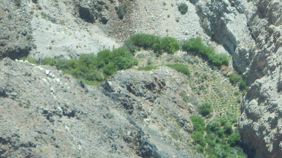 Rangers found rows of planted marijuana bushes at an illegal 40-acre marijuana farm hidden in a remote Death Valley National Park canyon in California, officials say.