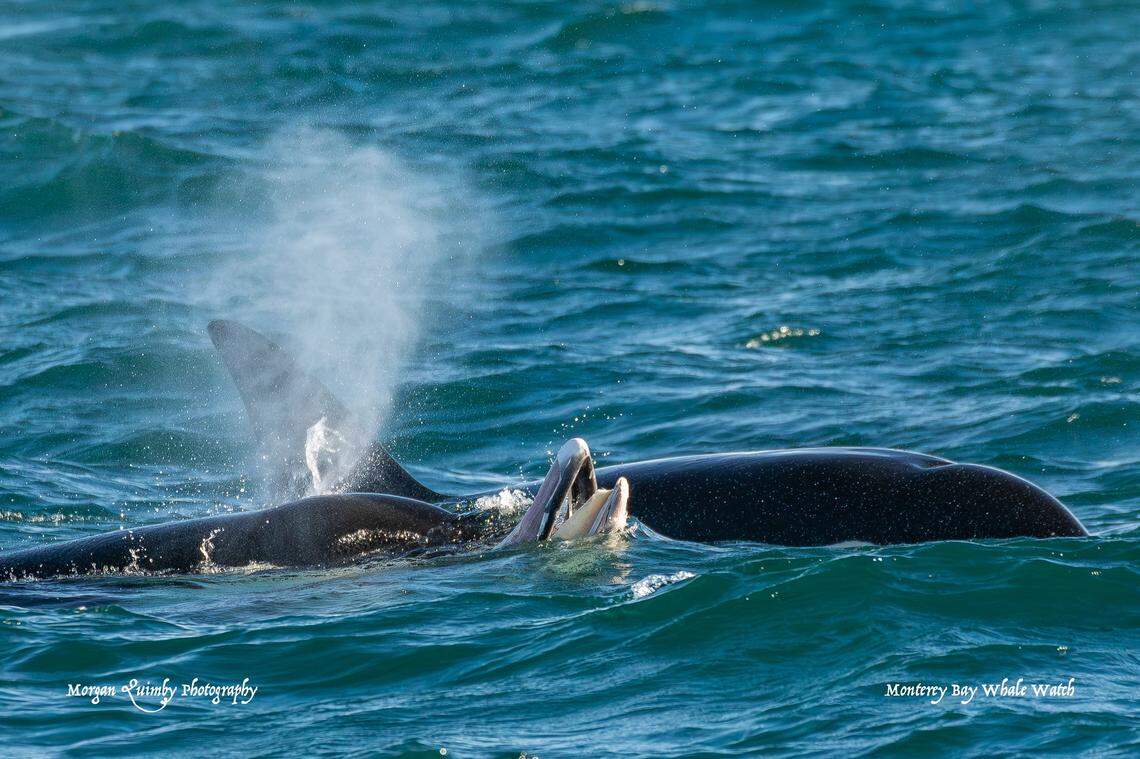 The orcas swam around the minke whale carcass, a photo shows.