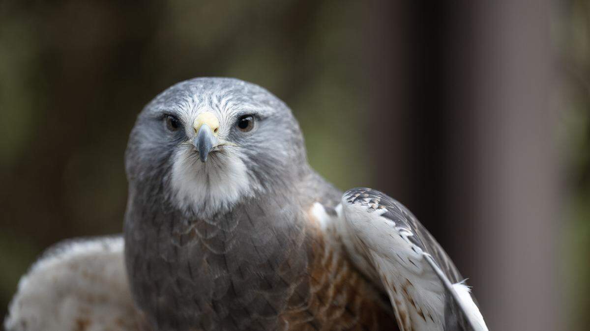 Orion, the Swainson Hawk is a permanent resident at the Effie Yeaw Nature Center after never fully recovering from a wing injury. Unfortunately, Orion spends much of his time indoors but officials at the nature center have an ambitious plan to change that.