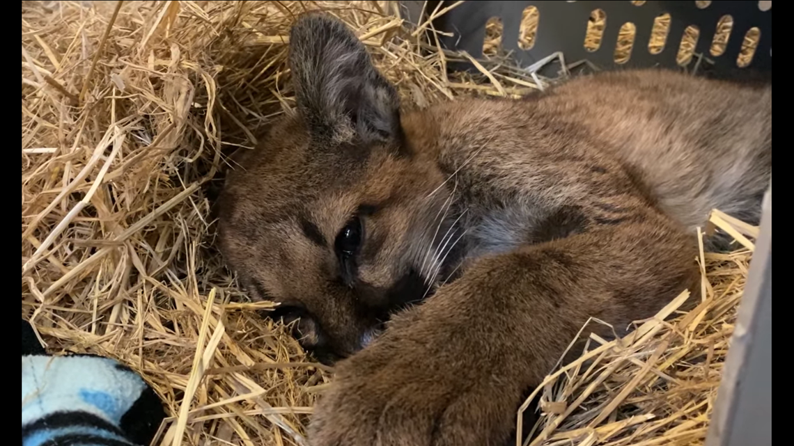 The Oakland Zoo provided an update on the mountain lion cub named Holly found “orphaned in the near-freezing weather” in December.