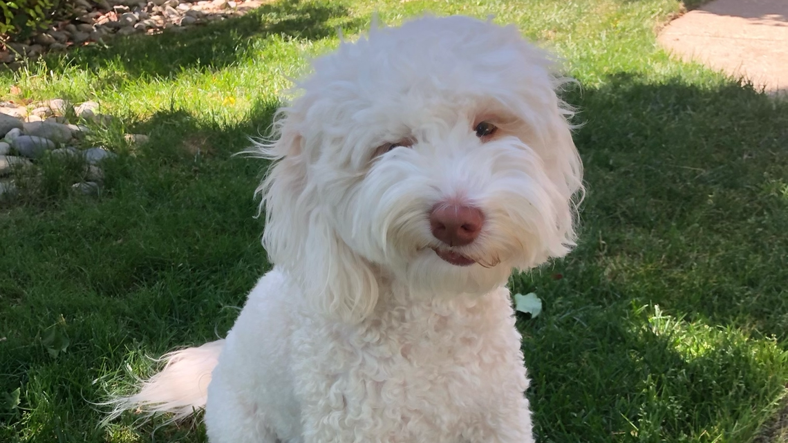 Biscuit won the Paw-lidays pet photo competition, in collaboration with Us Weekly. He is 6 years old and lives in Elk Grove, California.