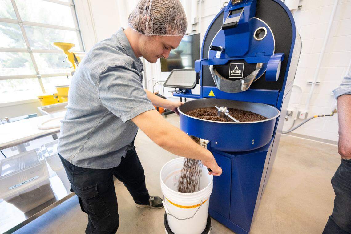 Keegan Thompson, a UC Davis student, removes roasted coffee beans at the Davis Coffee Center on Sept. 11. The newly renovated Coffee Center opened in May.
