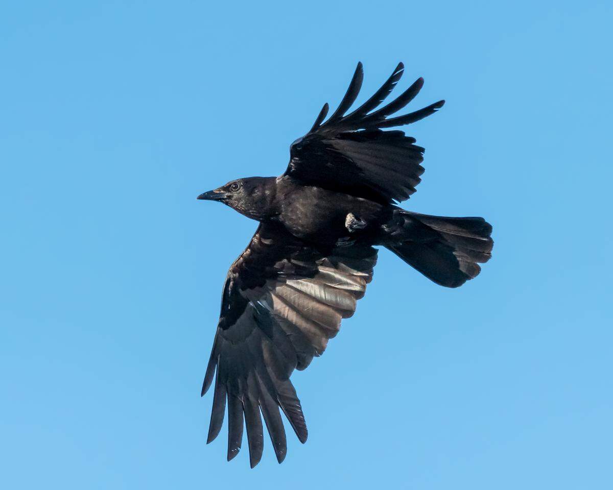American crow.