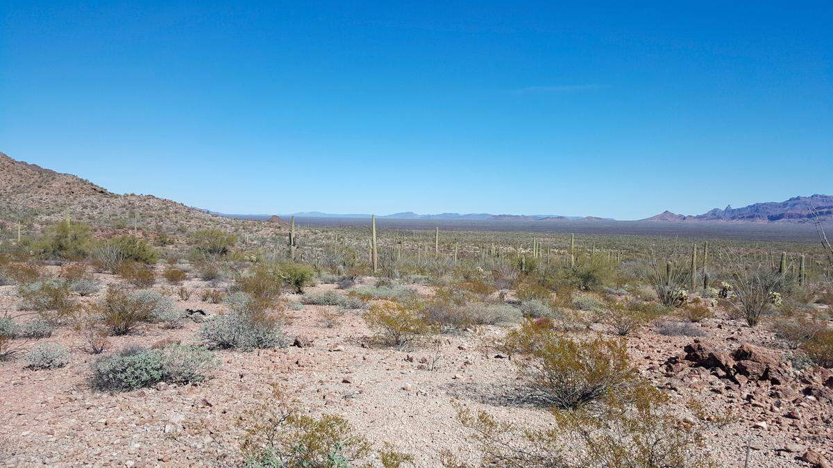 This undated image provided by Tucson Sector Border Patrol shows the desert terrain close to Arizona’s boundary with Mexico near Lukeville, Ariz. Large groups of Guatemalan and other Central American migrants have been abandoned in recent weeks. U.S. Border Patrol officials say the trend is putting hundreds of children and adults at risk. (Tucson Sector Border Patrol via AP)