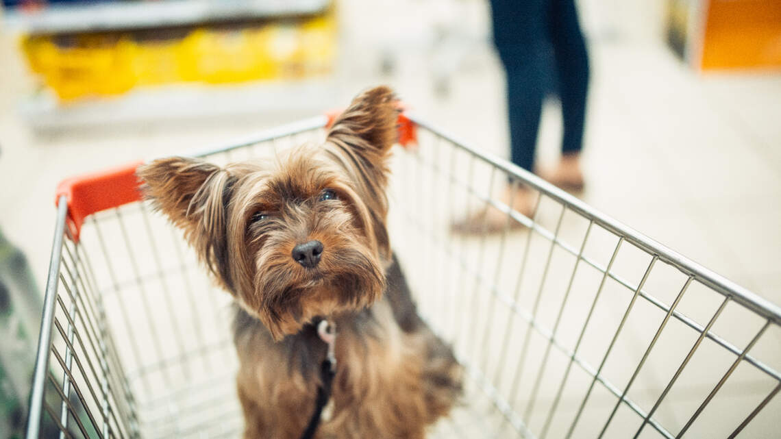Grocery carts to salad bars: Where aren’t service dogs allowed in California?