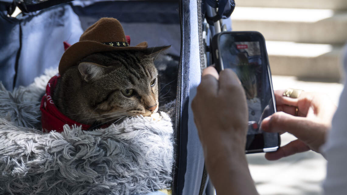 Social media made ‘cat tours’ viral in 2024. Now Sacramento has its own