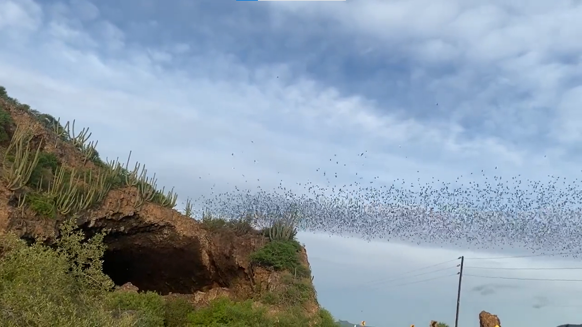 Video footage captured a large colony of bats flying out of “Cueva de los Murciélagos,” or the “Cave of Bats,” in Sinaloa, Mexico, at sunset to search for food.