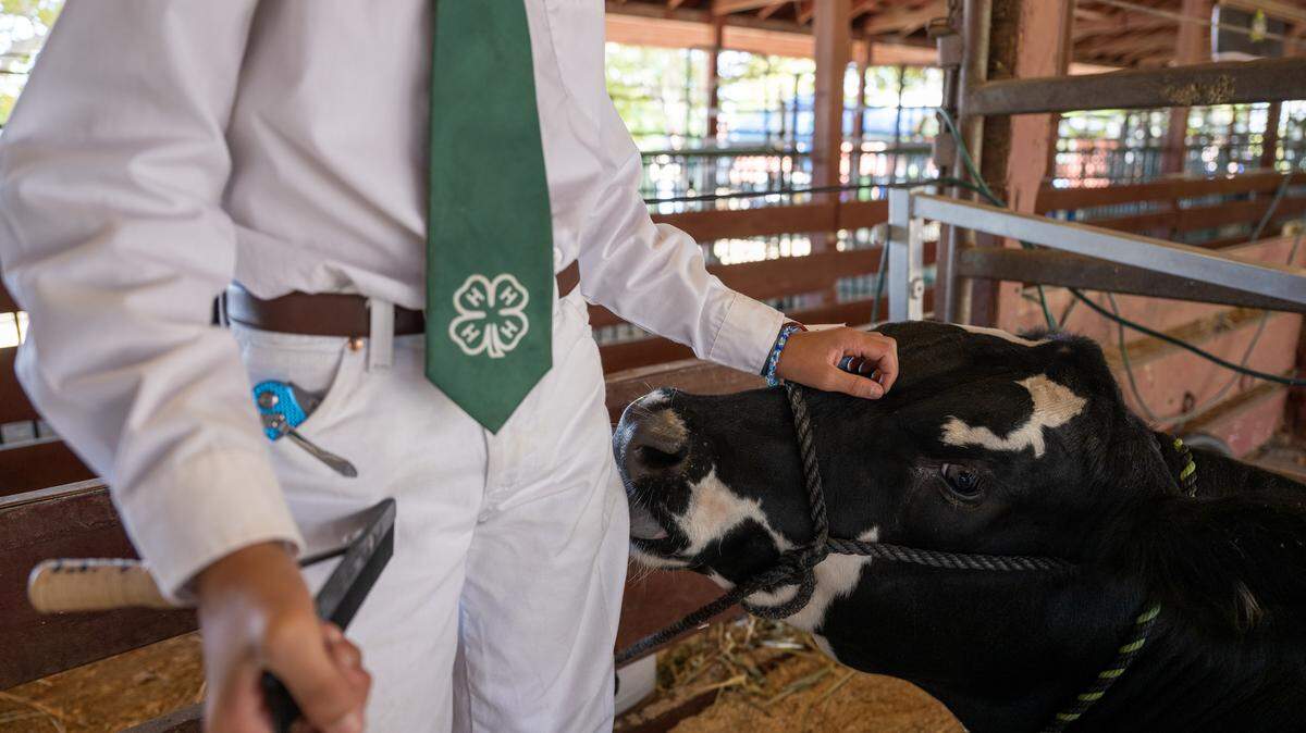 Sheridan 4H’s Victor Campos pets his steer Oden at the Gold Country Fair on Saturday in Auburn before it was to be placed on stage for auction.