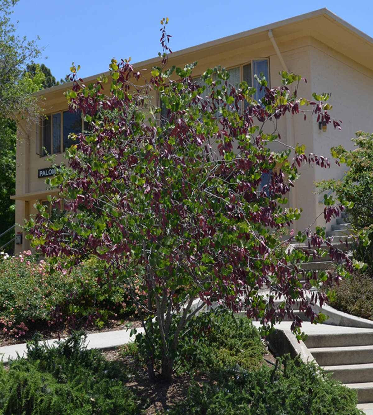 Western redbud tree