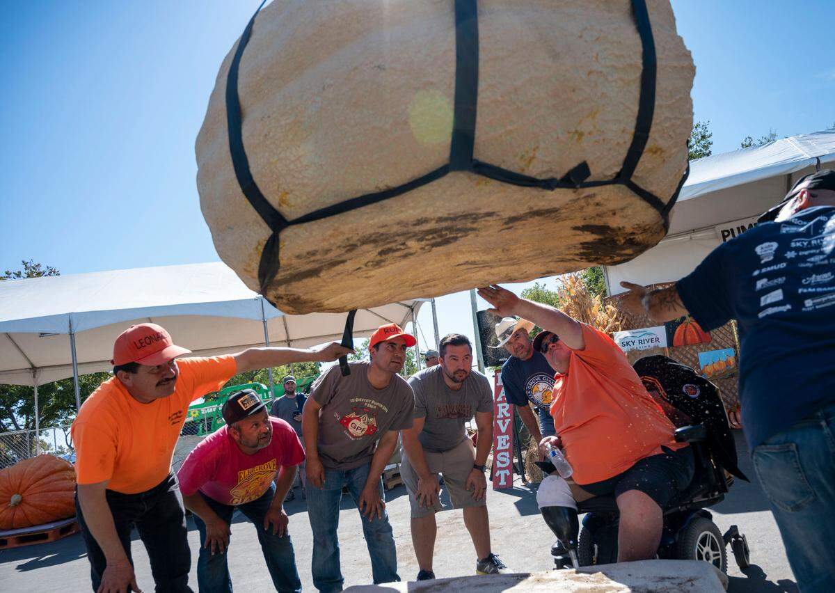 A pumpkin weighing 1,886 pounds is hoisted in the air as judge Ron Root, second from right, feels the bottom for cracks Saturday at the annual Elk Grove Giant Pumpkin Festival. The pumpkin belonged to Napa grower Jose Ceja, who stands just behind Root, watching as other judges and volunteers help to inspect the winning pumpkin.