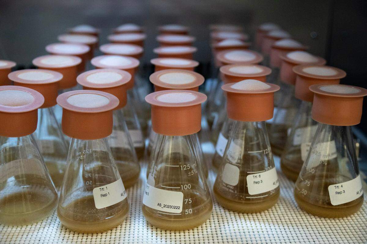 Chocolate growth media ferments in beakers at California Cultured in West Sacramento last month where they are developing lab-made chocolate.