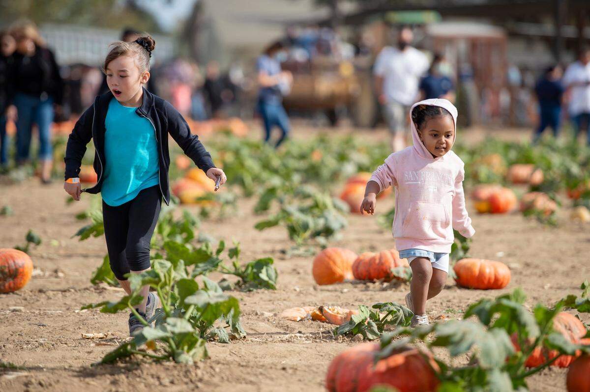 Serenity, 8, of Stockton, and her cousin Neylani, 3, run through the pumpkin patch in search of a pumpkin at Daves Pumpkin Patch in West Sacramento on Sunday, Oct. 17, 2021.