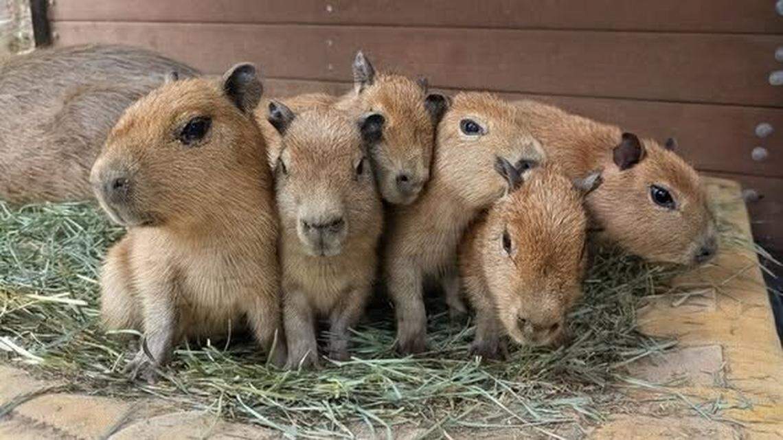 Peppermint Patty, a capybara at the Sacramento Zoo, gave birth to six puppies on April 18, 2026.
