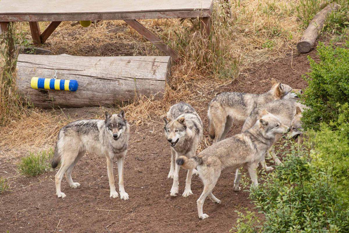 Yasmeen Ghavamian, PhD candidate in animal biology, is conducting gray wolf research at the Oakland Zoo using novel objects and puzzle boxes to assess individual wolf personalities and problem solving skills on June 23, 2023. This is the first of six-weeks of field research and will be the first time novel objects are placed with the wolves. They are monitored with cameras and human observation to see how they react. The pack of six wolver, parents and cubs, gather near the rainsticks.