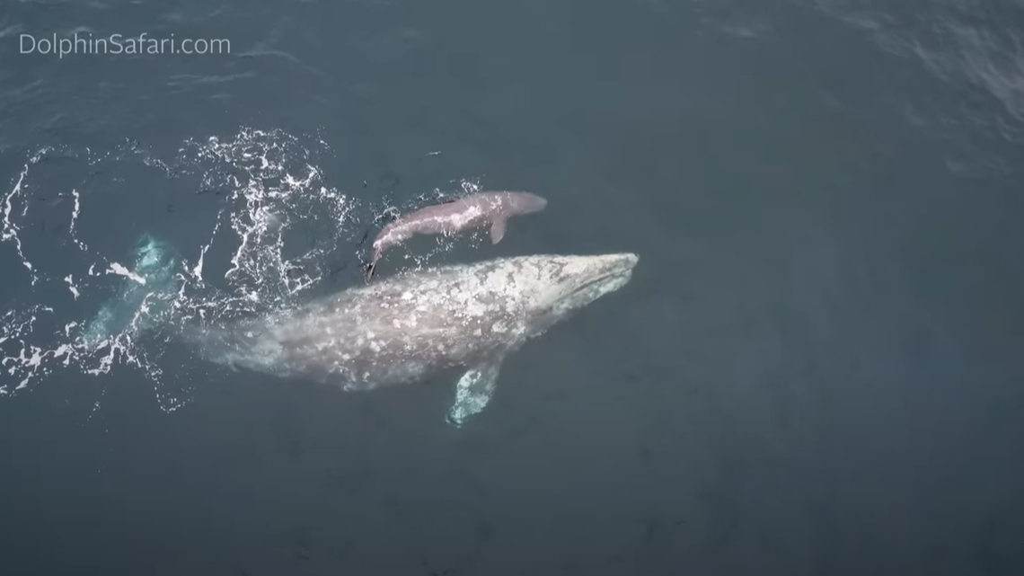 A stunned crowd watched in awe after a gray whale gave birth before their eyes off a California coast.