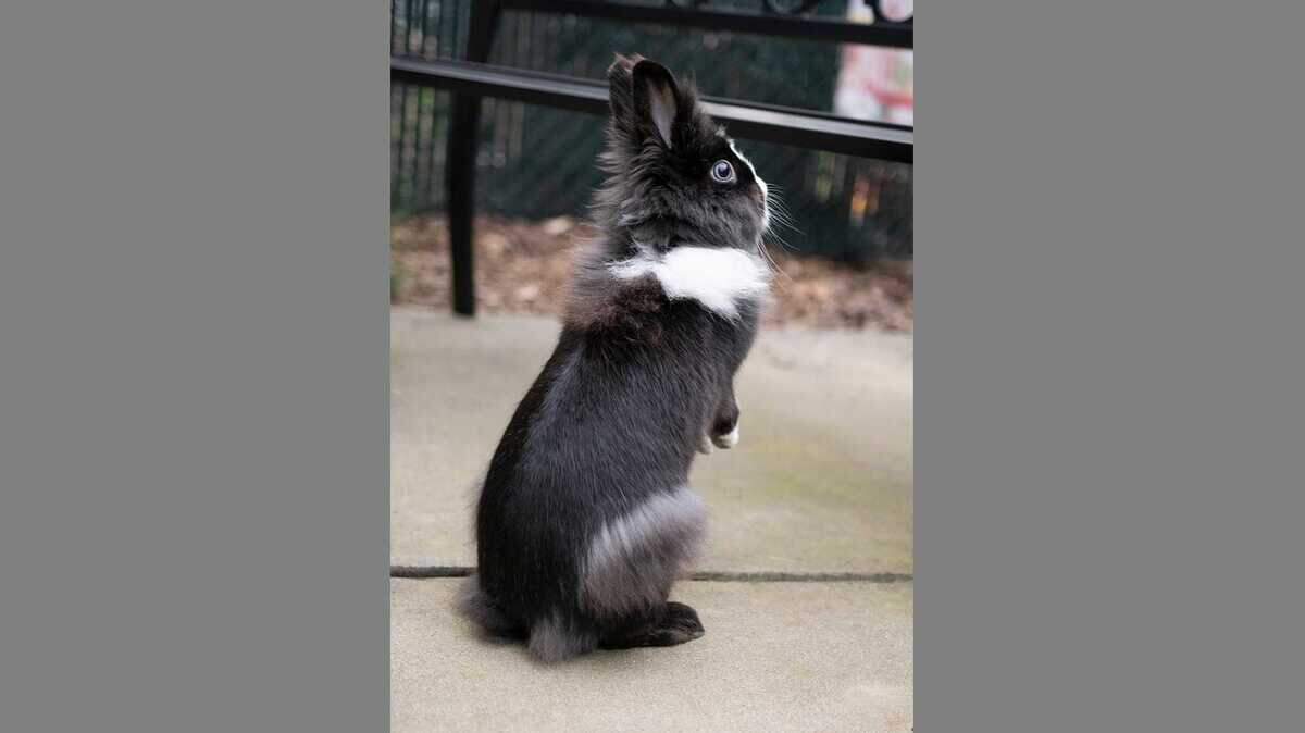 Whiskers, a 5-year-old female Lionhead/Mix rabbit, is available for adoption at the Sacramento County SPCA. Whiskers has the most beautiful coloring â her dark, smoky coat is a beautiful contrast to her icy blue eyes. 