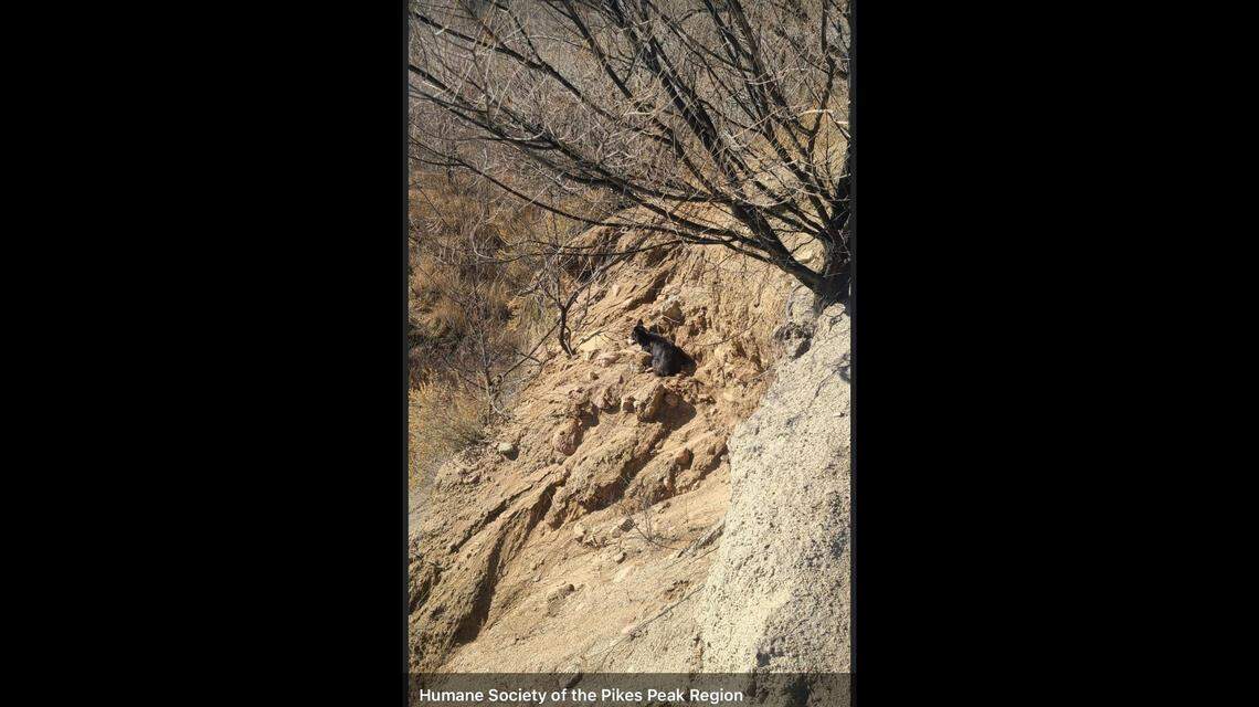 Pictured: The patient dog sitting on her ledge.