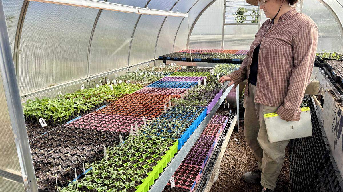 Sarah McCammon of Root 64 Farm in Tallac Village tends to plant starts in preparation for sale. The farm will host its plant starts sale on Saturday, April 11 from 10 a.m.-4 p.m.