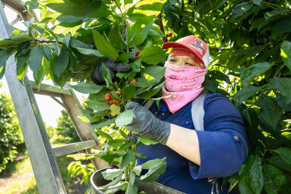 Cita Selene Ruiz Peña, a Stockton farm worker, harvests cherries in Stockton in June.