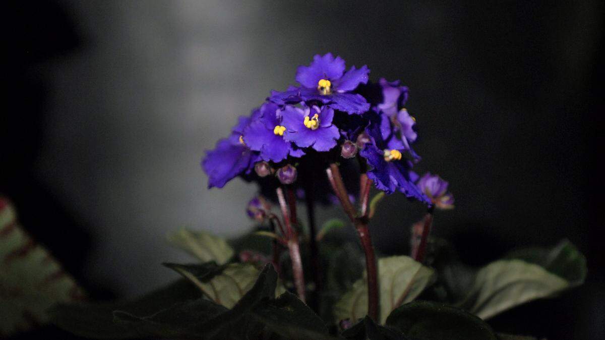 African violets are easy to propagate from their leaves.