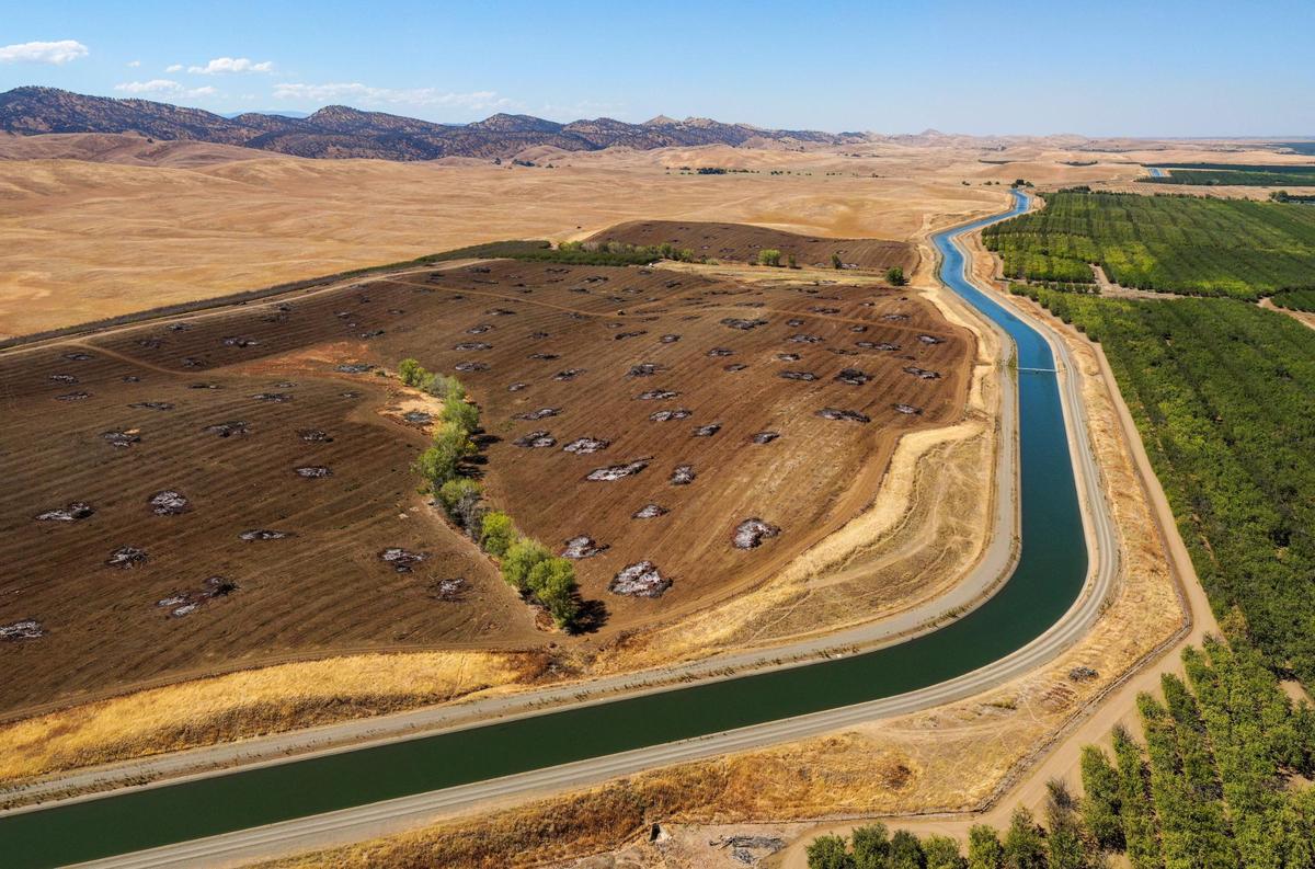 The Tehama-Colusa Canal runs north to south past orchards and land worked by third-generation farmer Zachary Dennis in Colusa County west of Maxwell, seen in a drone photo Thursday, July 14, 2022. Trees receiving water are seen on the right side of the canal, but at left are barren orchards dotted with burned piles of almond trees Dennis tore out due to tree health and megadrought in California. “It just wasn’t sustainable to pay that much money for an older orchard to survive,” he said.