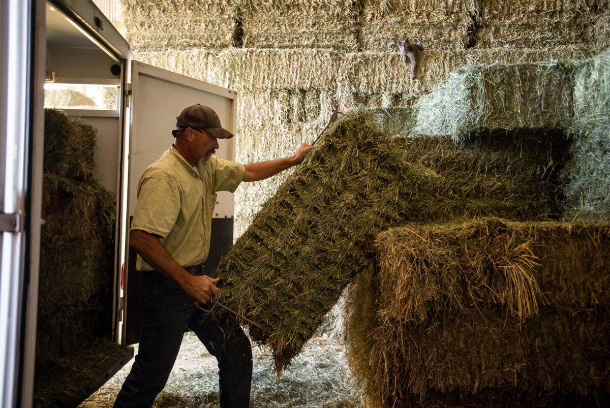 Jeff Fowle loads bales of hay onto a trailer for one of his longtime customers in late September on his Scott Valley farm. His cat, at right, watches over the work.