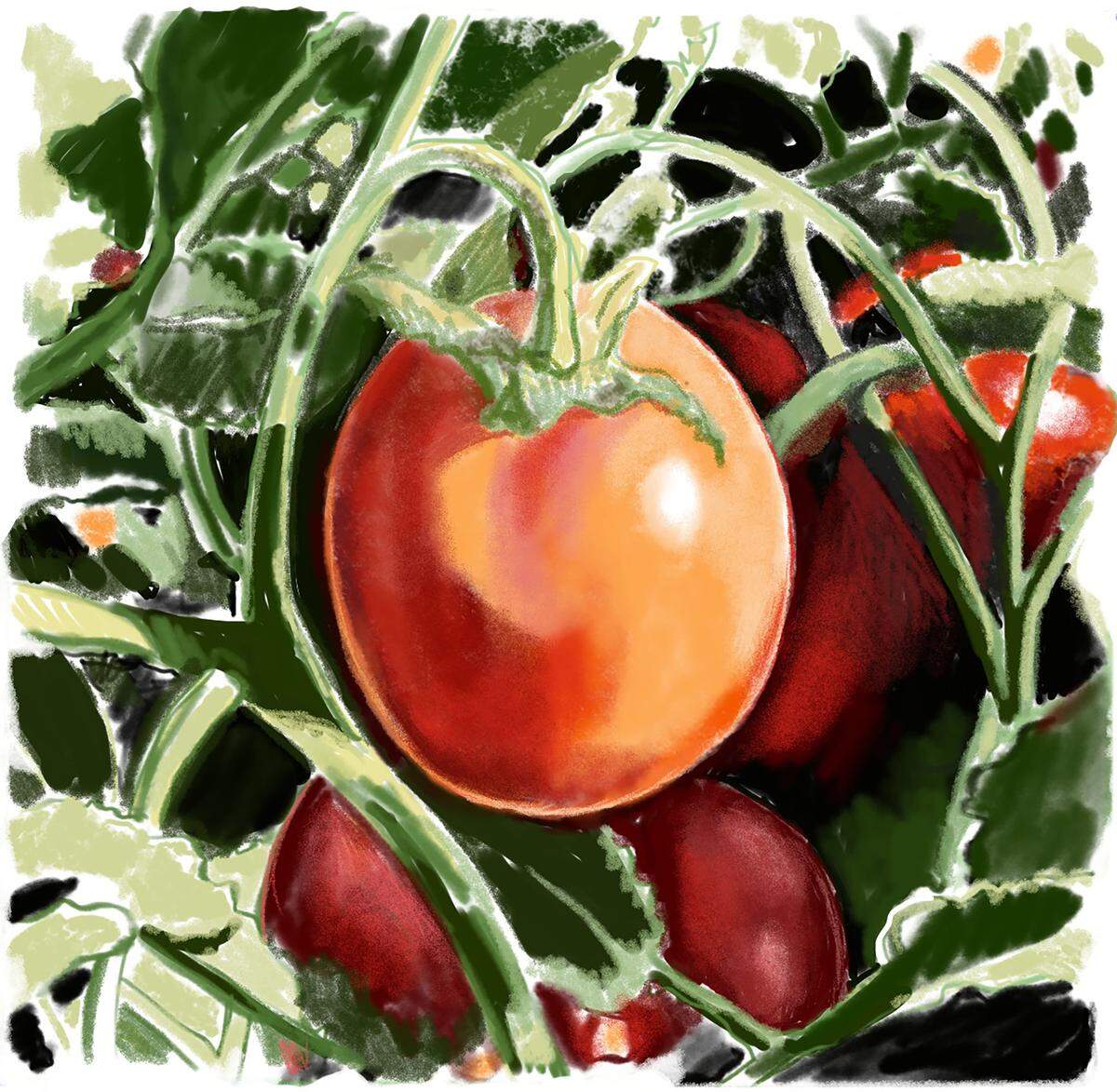 Sacramento artist Stephanie Taylor’s depiction of a tomato growing on a vine.