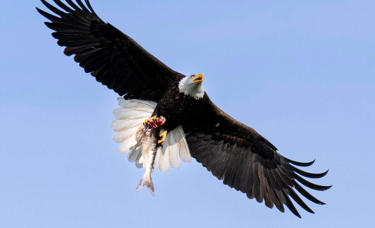 A bald eagle returns to its nest carrying a fish to feed two growing eaglets near Lake Natoma in Orangevale on Sunday.