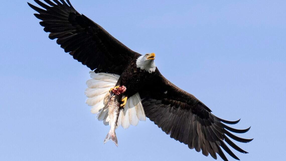 We sent a photographer to find bald eagles near Folsom. How you can see them too