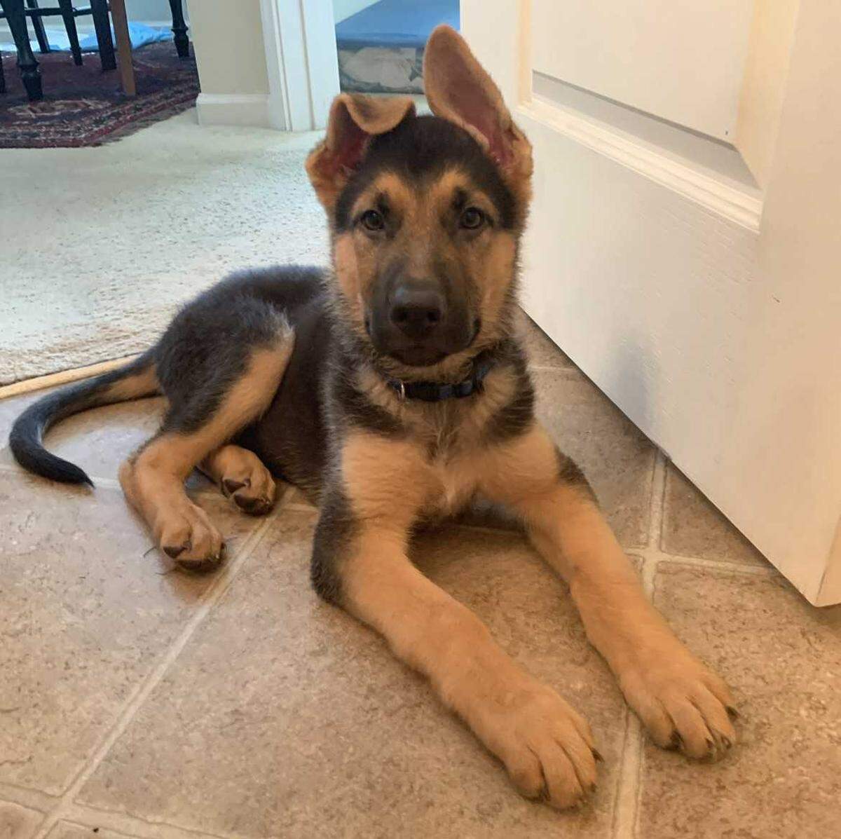 Zeus, a German shepherd, is seen in an undated photo. His owner, Faryal Kabir, is suing to stop Elk Grove from killing her German shepherd dog, who gave minor bites to two people including a police officer.