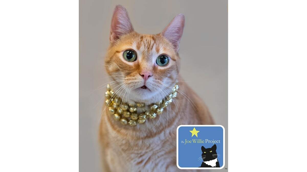 Alta is a handsome, confident fella who weighs in a whopping 17 pounds.