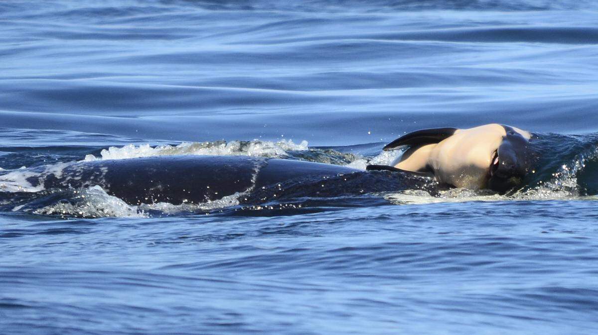 In this photo taken Tuesday, July 24, 2018, provided by the Center for Whale Research, a baby orca whale is being pushed by her mother after being born off the Canada coast near Victoria, British Columbia. The new orca died soon after being born. Ken Balcomb with the Center for Whale Research says the dead calf was seen Tuesday being pushed to the surface by her mother just a half hour after it was spotted alive. Balcomb says the mother was observed propping the newborn on her forehead and trying to keep it near the surface of the water.