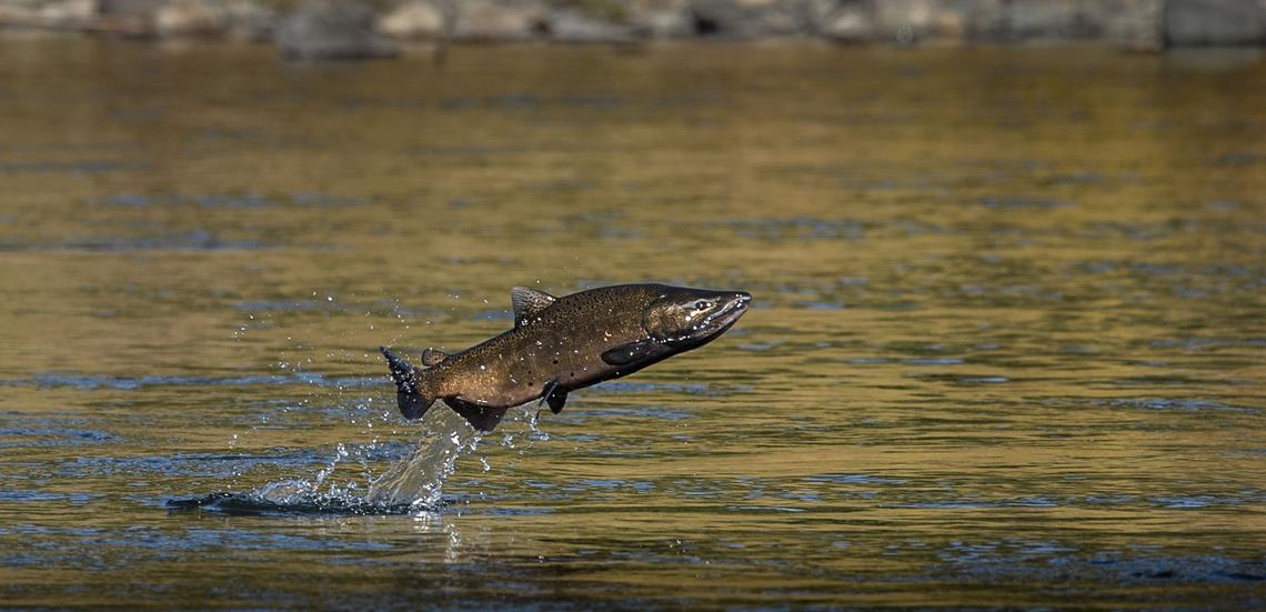 A male chinook salmon jumps out of the water at it swims up the American River to reproduce in 2018. 