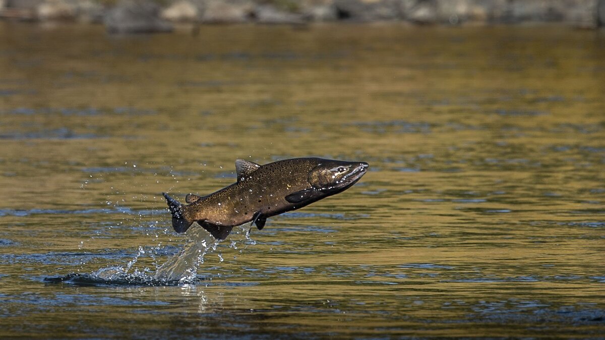 A male chinook salmon jumps out of the water at it swims up the American River near the Nimbus Fish Hatchery in 2018.