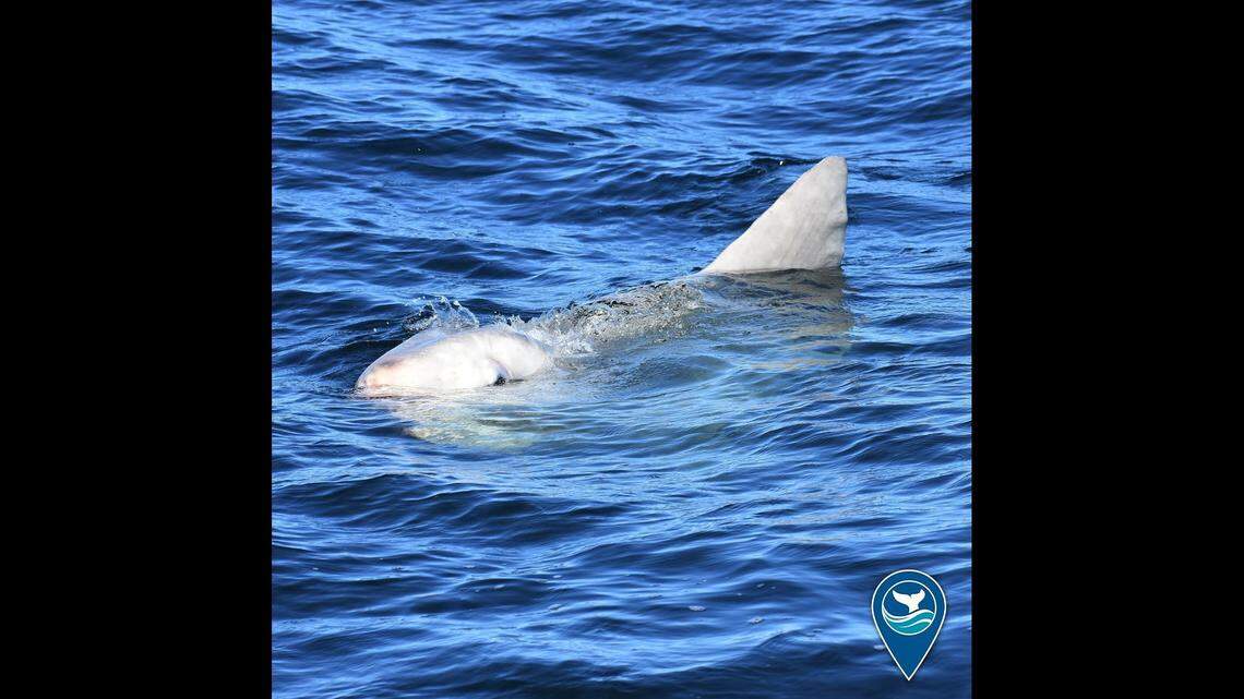 A large ocean sunfish was spotted off the California coast “impersonating a shark.”