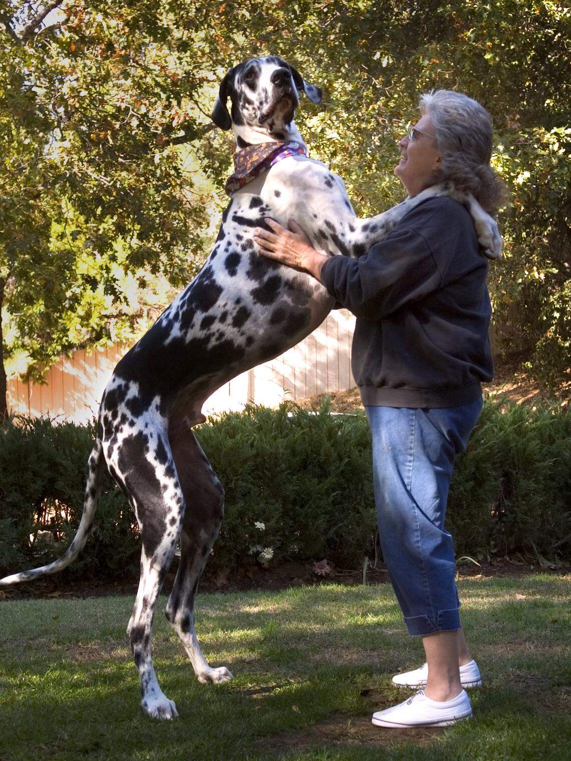 FILE -- Gibson, the world's tallest dog, rests his paws on owner, Sandy Hall's shoulders. In 2014, Gibson was named the world's tallest dog by The Guiness Book of World Records.