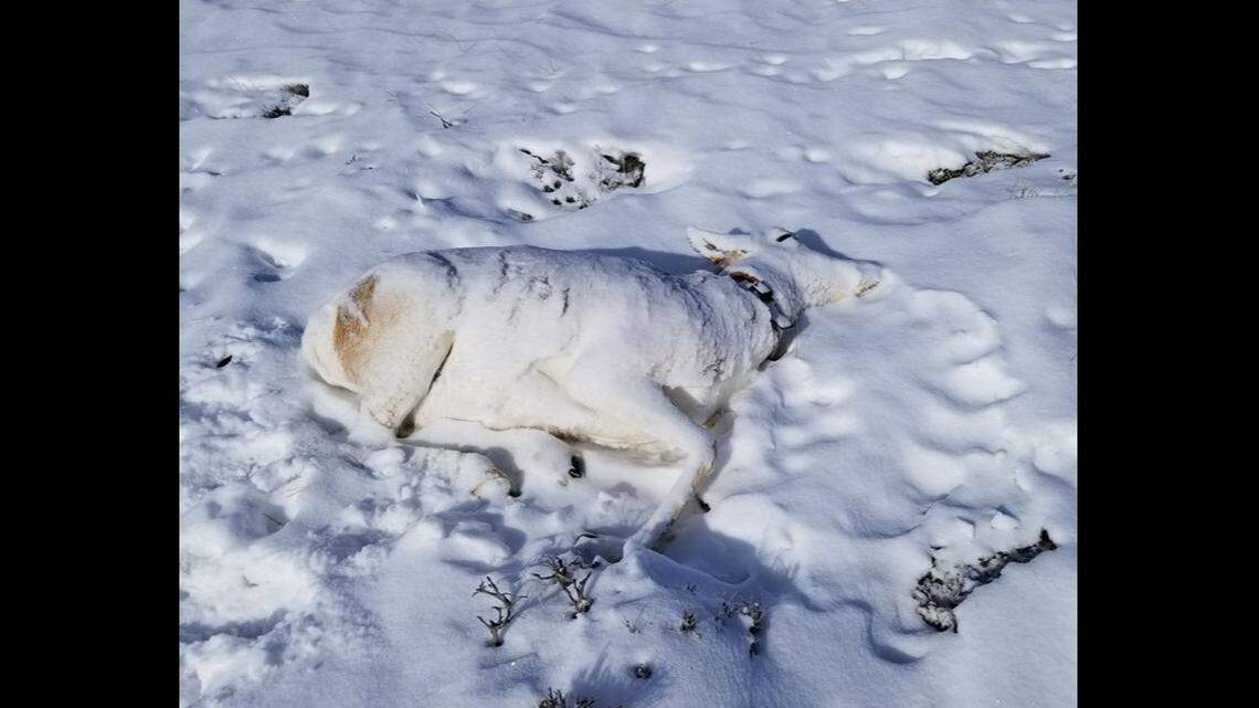 It’s rare to see M. bovis spreading among wildlife in Wyoming, officials said.