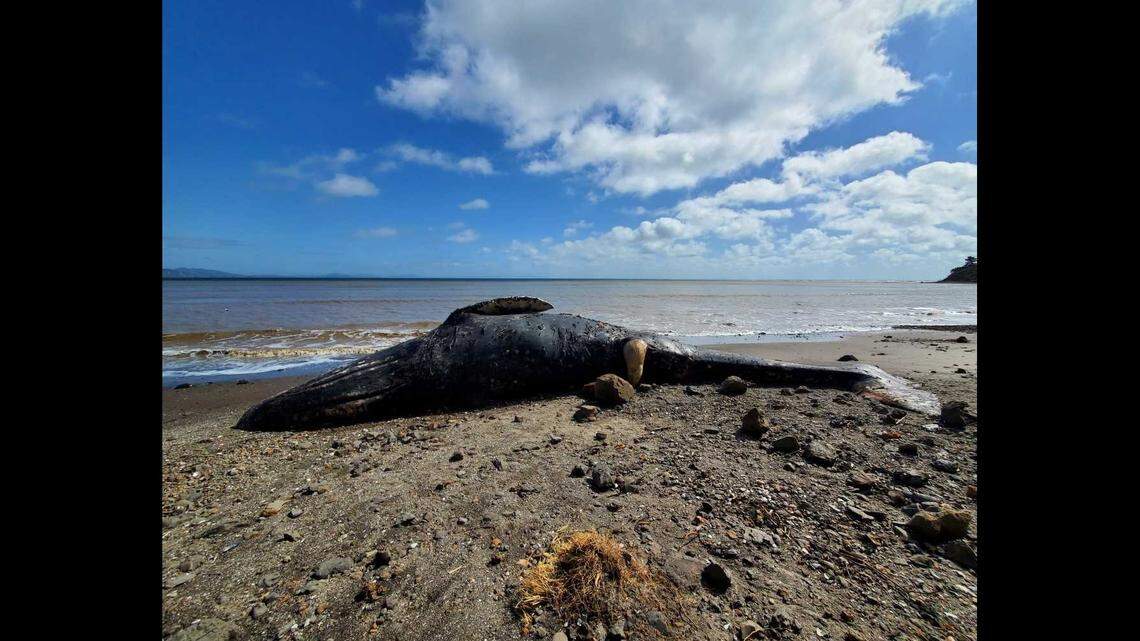 The death of a gray whale found on a California beach was most likely human caused, a nonprofit suspects.