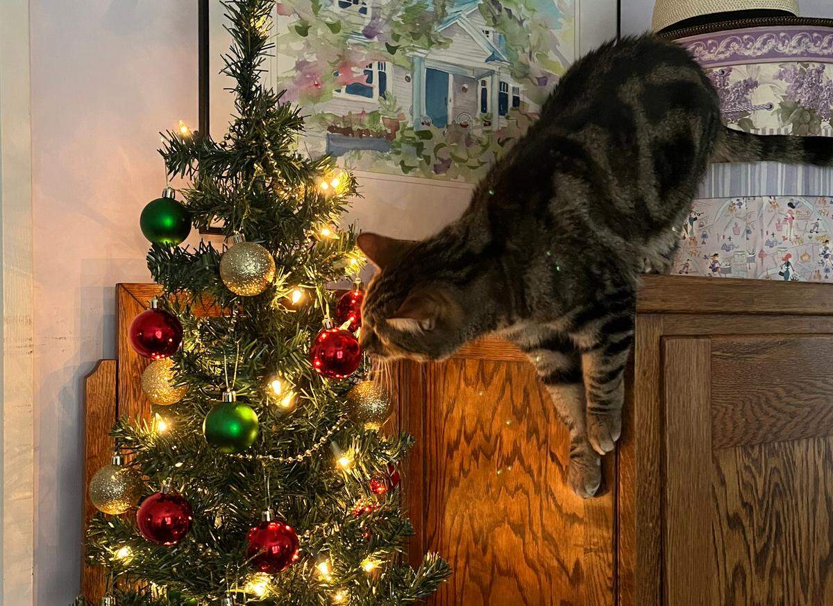 A cat explores a newly decorated Christmas tree on an armoire on Dec. 11 in Sacramento,