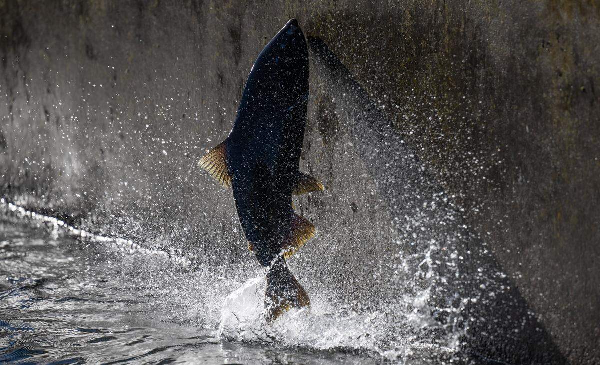 A Chinook salmon jumps out of the water on the fish ladder at the Nimbus Fish Hatchery in 2024 in Sacramento. Threats to Chinook salmon are leading to collaboration between fishermen, farmers and researchers.