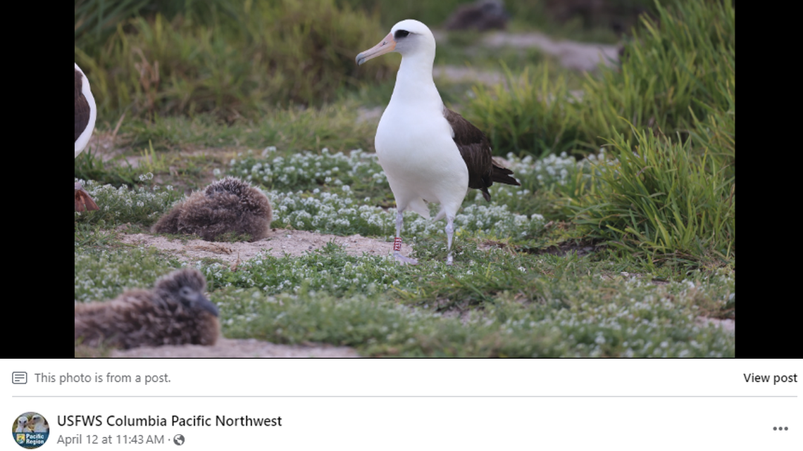 Wisdom, an albatross in her 70s, is back on the hunt for love after losing her long-time partner in the past few years, wildlife officials said.